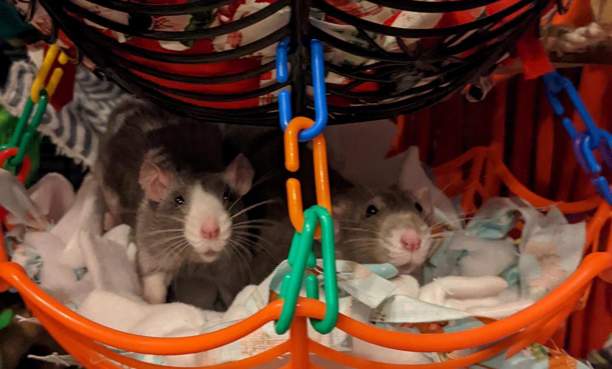 Discovery splash banner for Rat Ranch Discord server