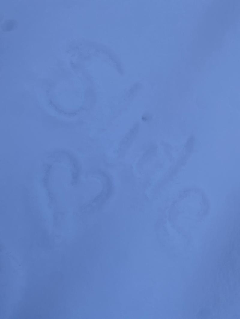 Discovery splash banner for Sea Soft Discord server
